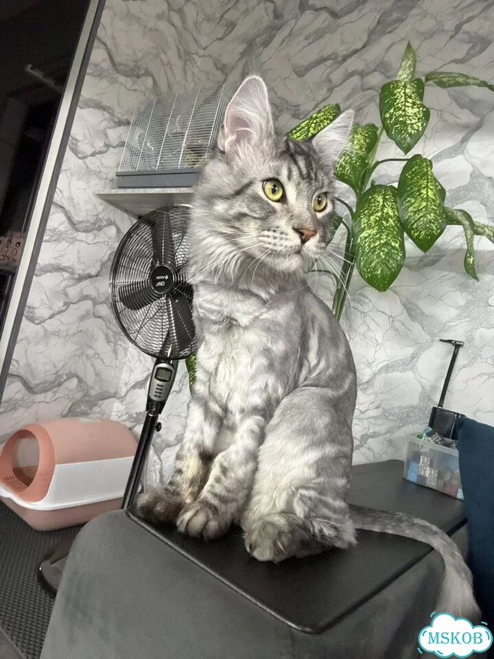 Мейн-кун котёнок фото 1
