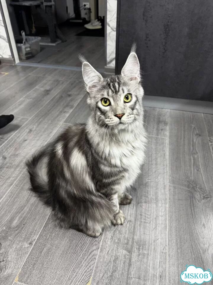 Мейн-кун котёнок фото 2