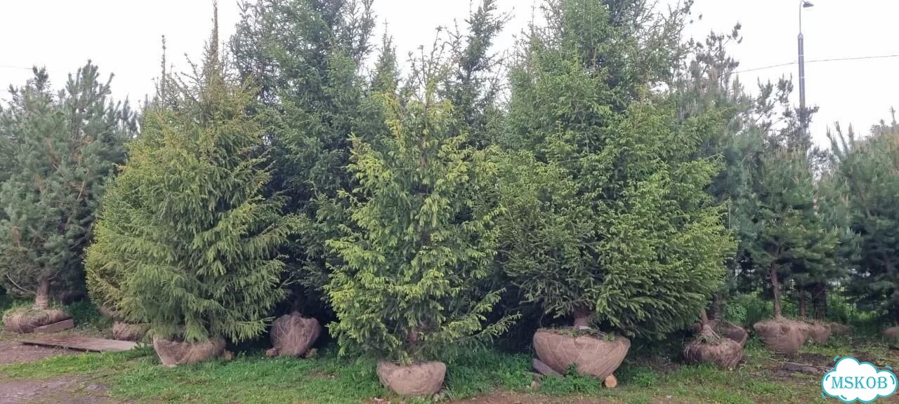 Ель обыкновенна 4 метра с посадкой фото 1
