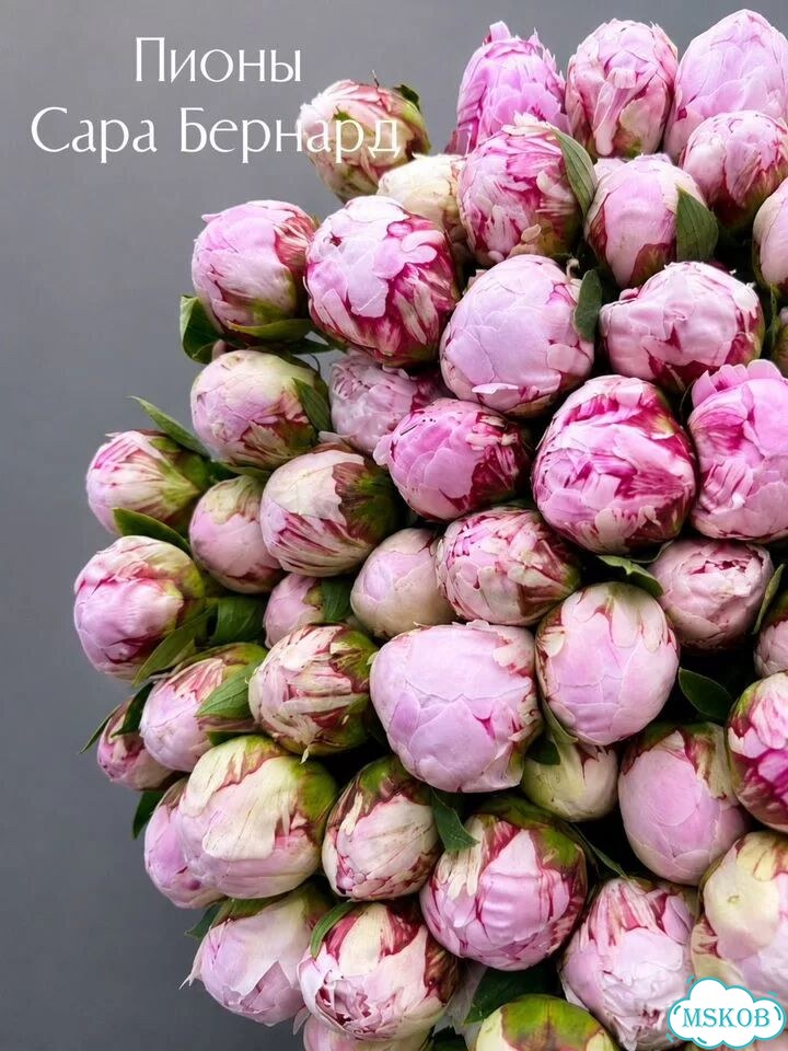 Пион фото 1