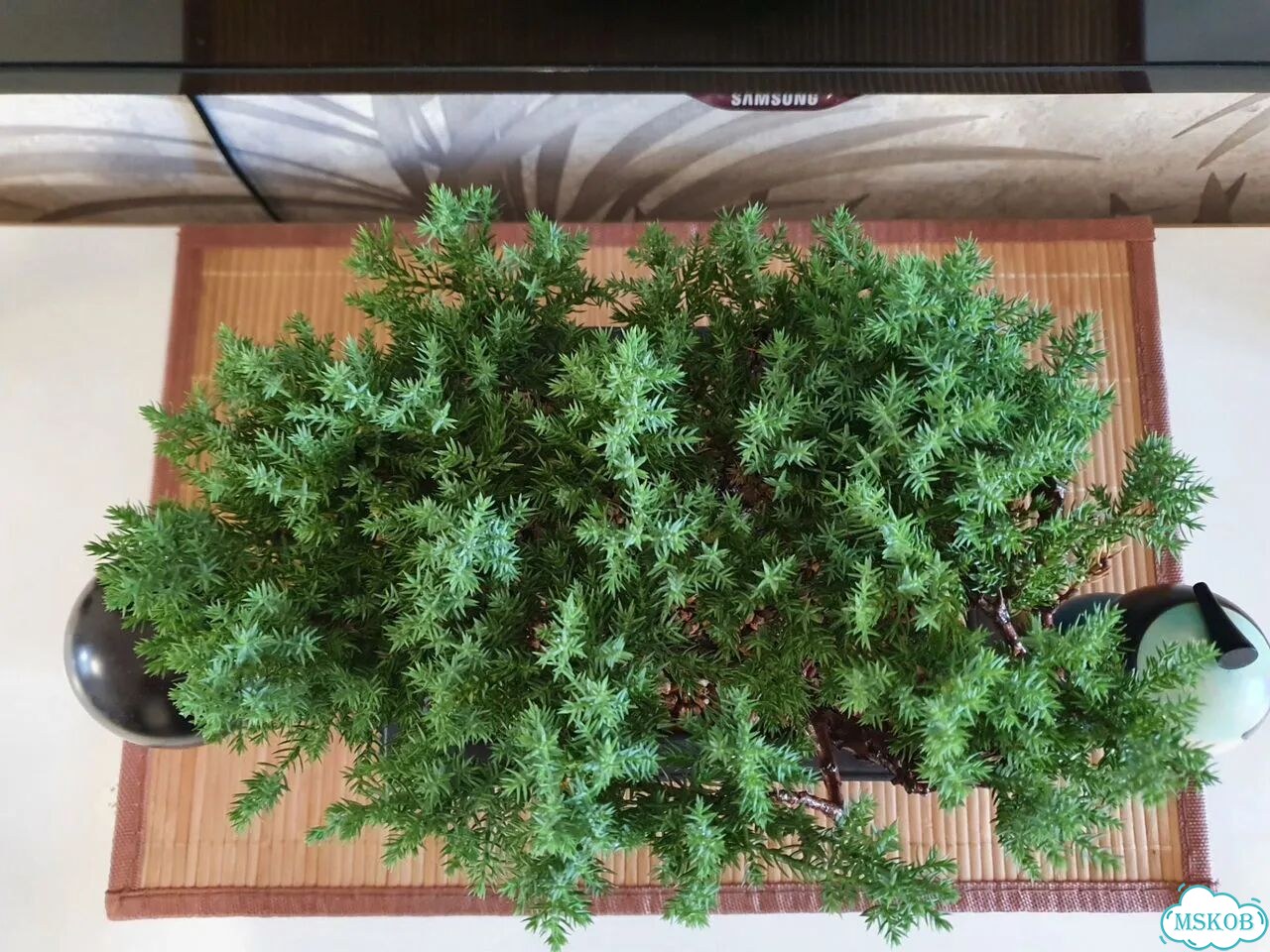 Бонсай из можжевельника фото 5