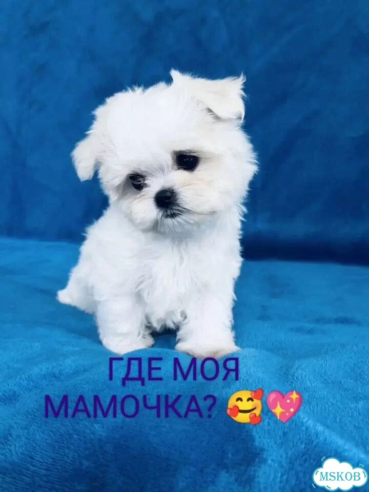 Мальтийская болонка, щенок фото 1
