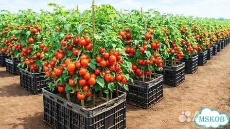 Плодородная земля фото 3
