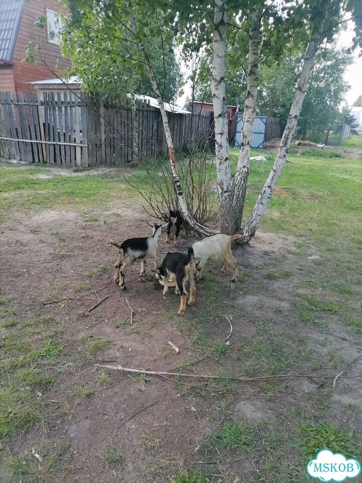 Козлята фото 1