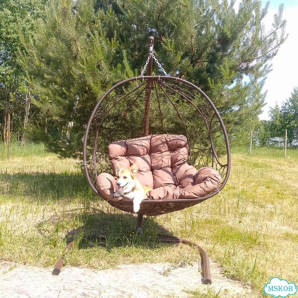Передержка для собак фото 1