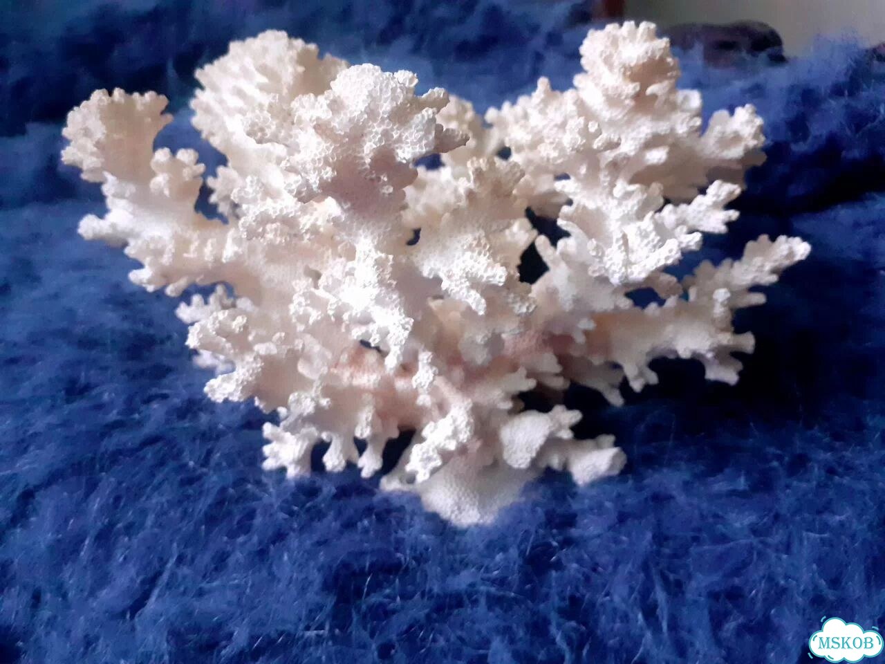Морской коралл фото 3