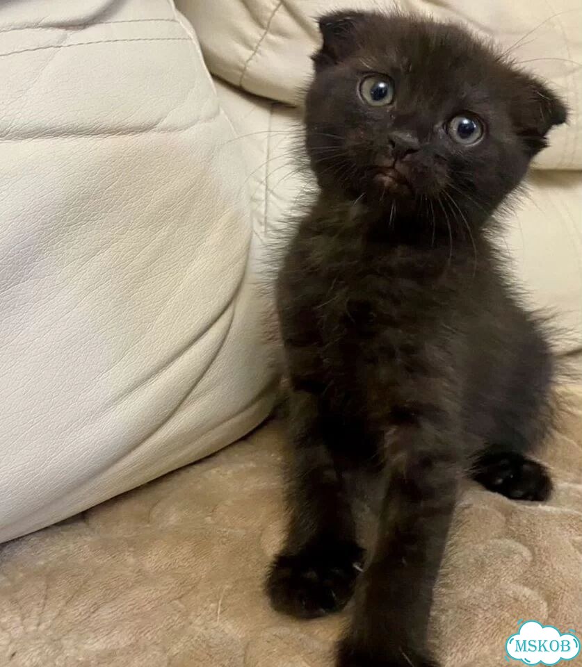 Шотландский вислоухий длинношёрстный котёнок фото 2