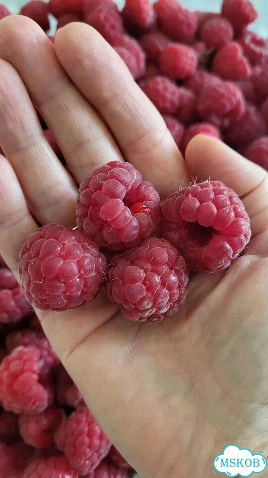 Сладкие букеты из зефира фото 9