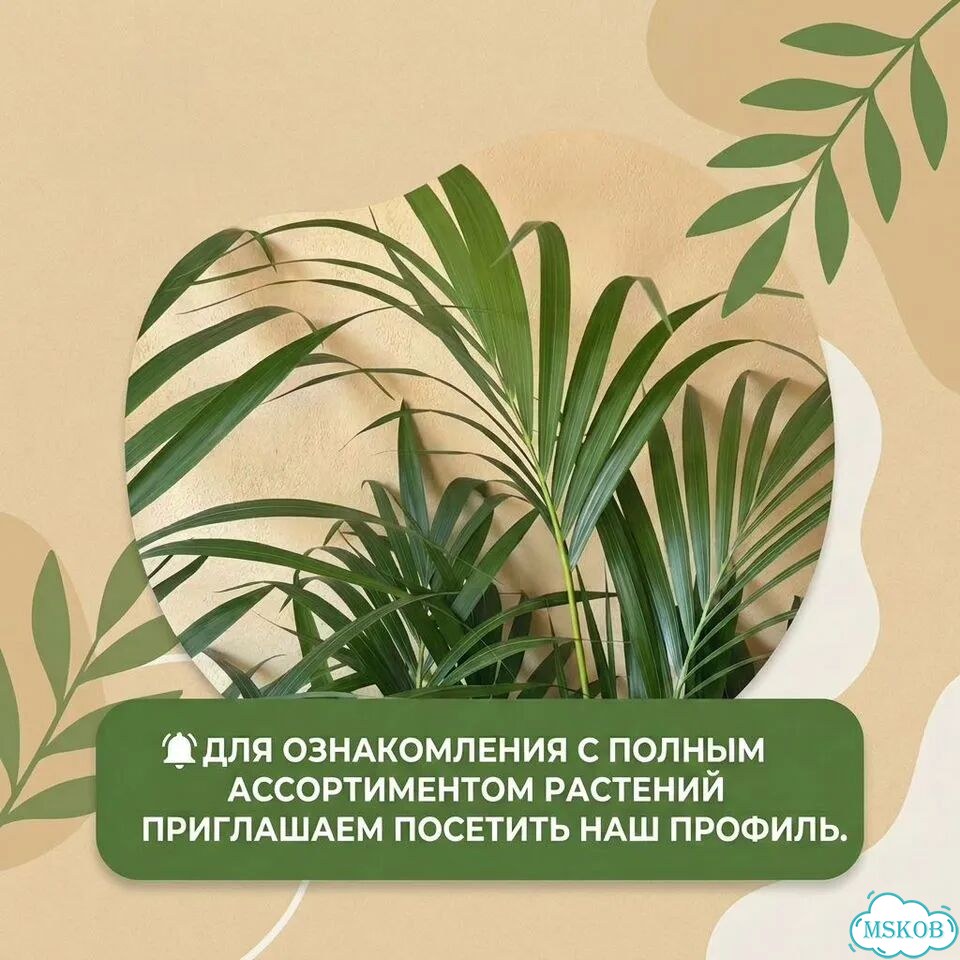Замиокулькас Зензи фото 10