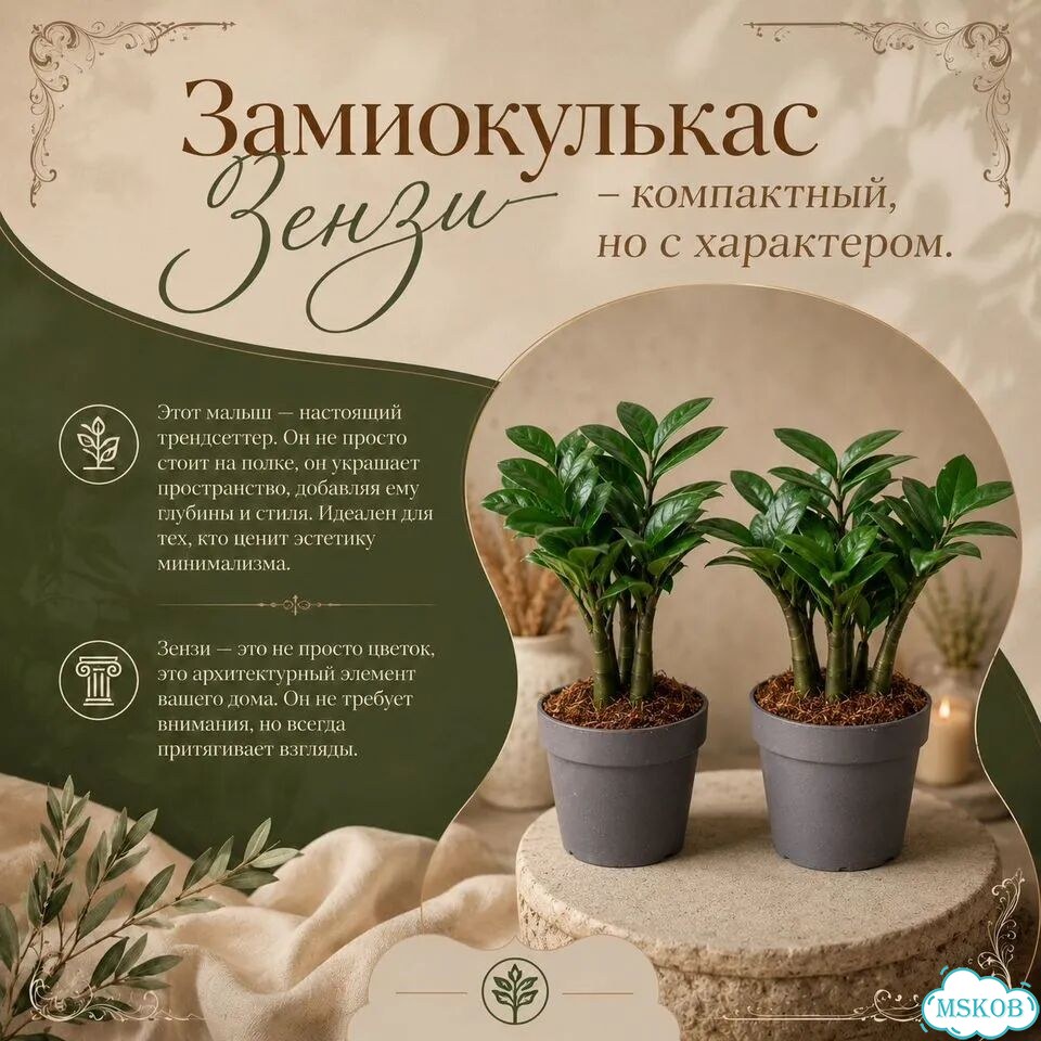Замиокулькас Зензи фото 6