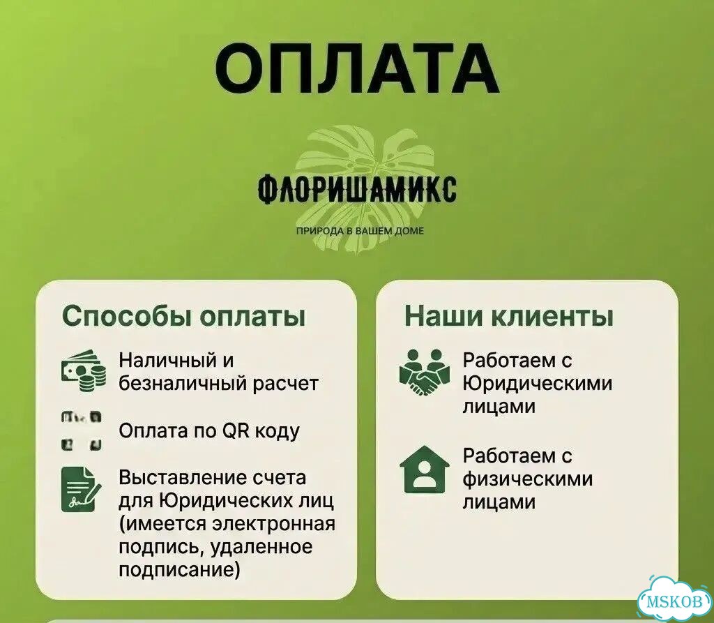 Замиокулькас Зензи фото 7