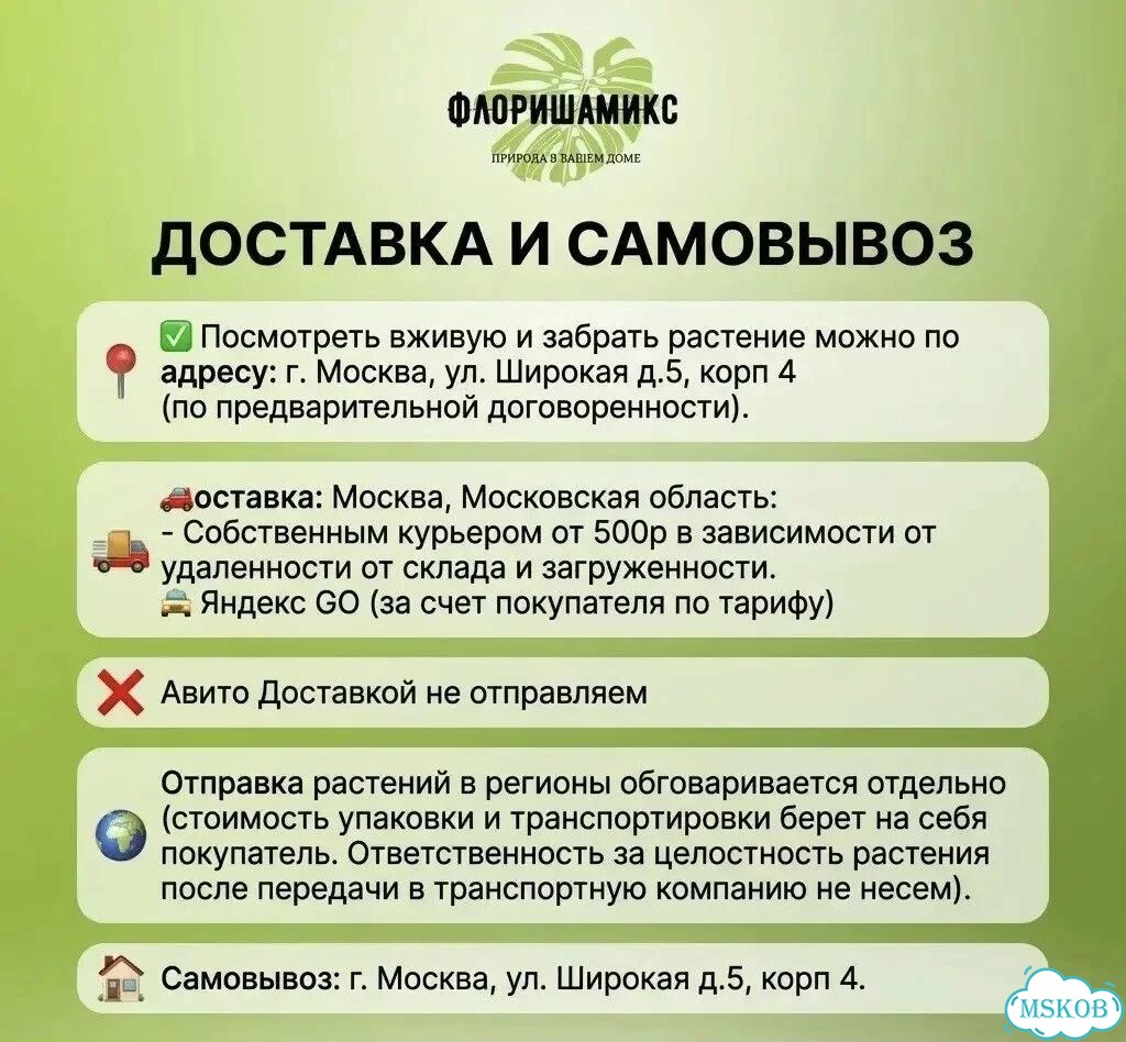 Замиокулькас Зензи фото 8