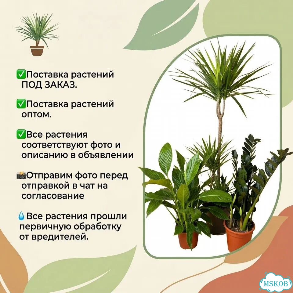 Замиокулькас Зензи фото 9
