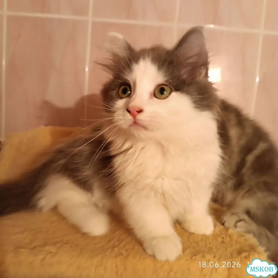 Манчкин котёнок фото 2