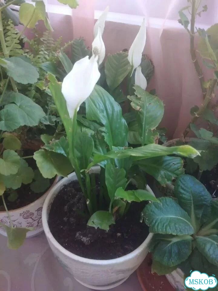 Комнатные цветы фото 7