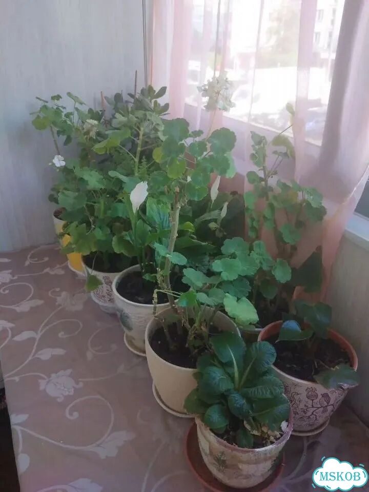 Комнатные цветы фото 8