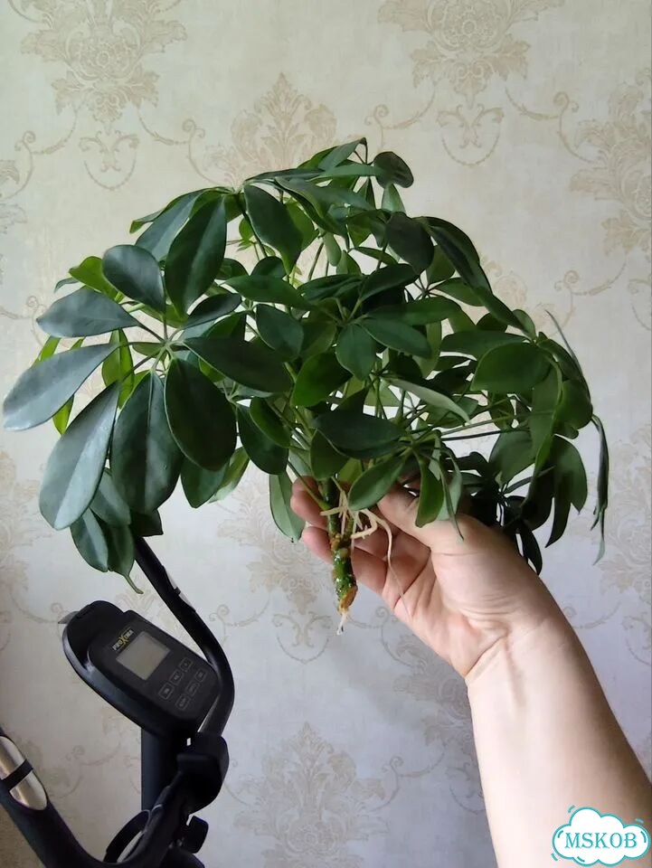 Шеффлера фото 1