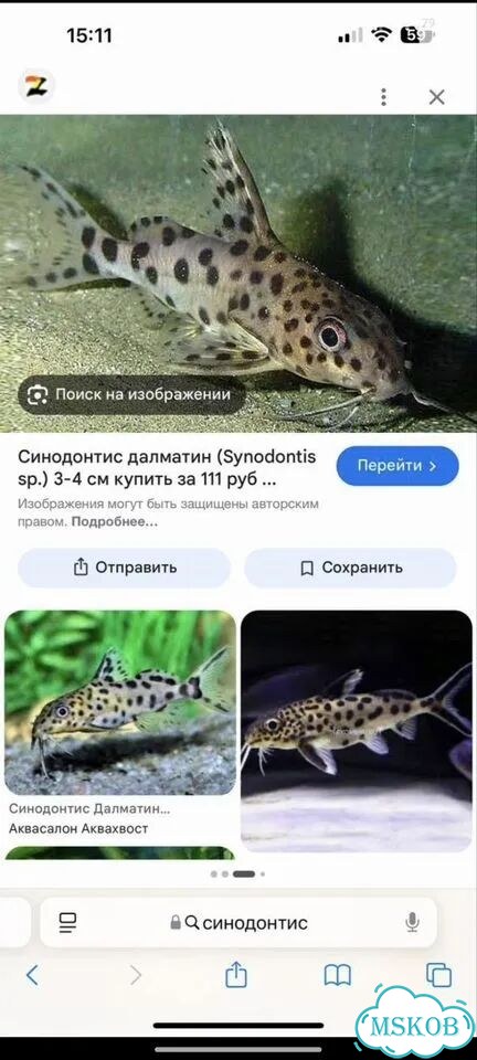 Рыбка синодонтис фото 1
