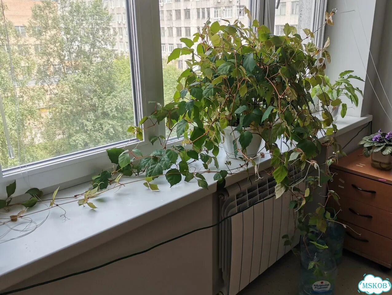 Циссус березка, актуально до вторника 30.06 фото 2