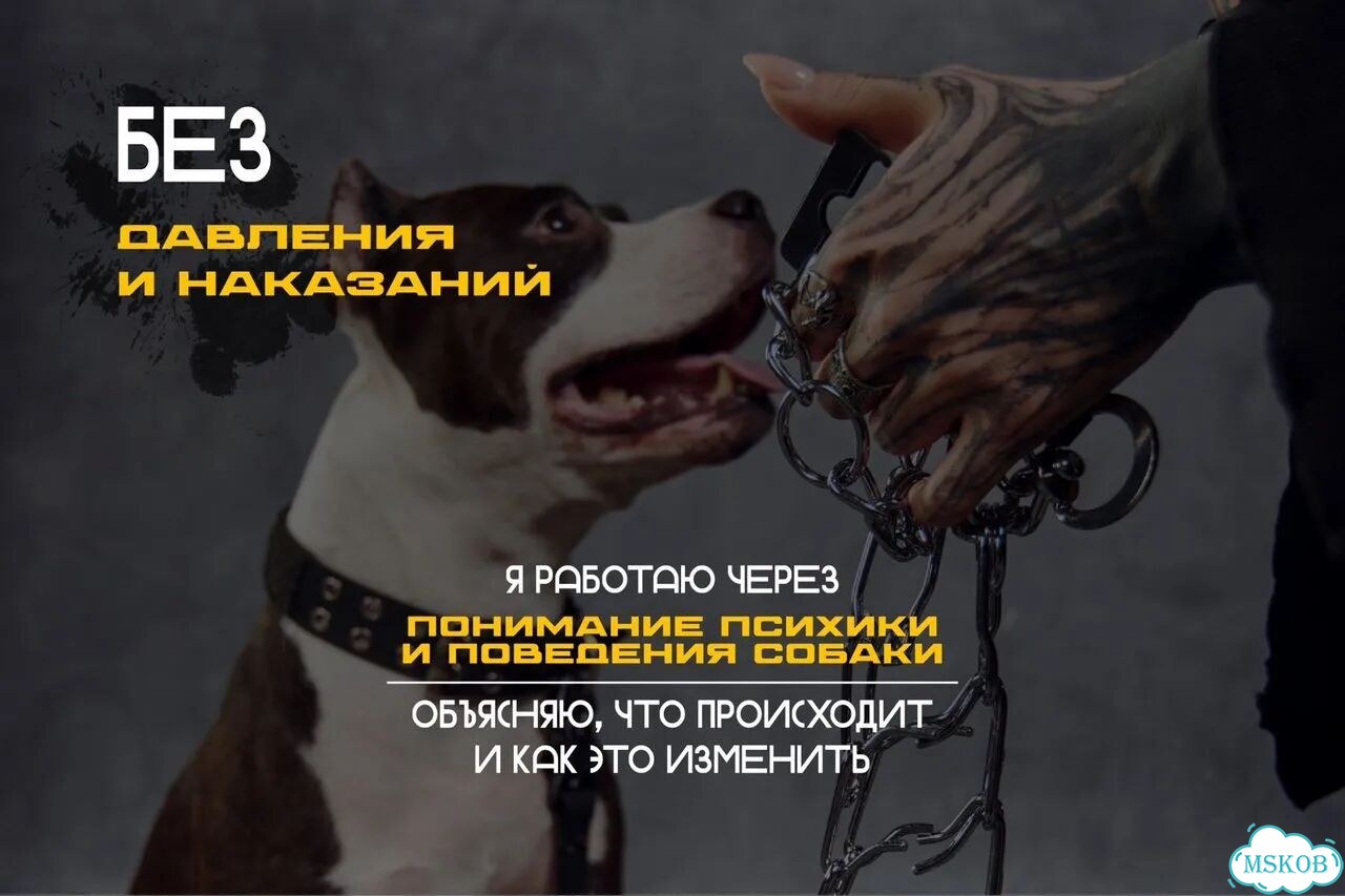 Кинолог зоопсихолог онлайн фото 3