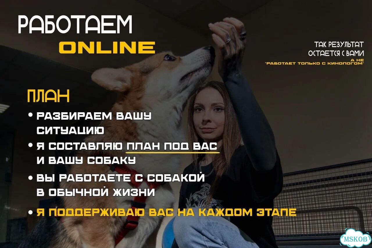 Кинолог зоопсихолог онлайн фото 5