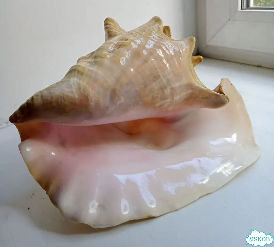 Раковина Куба фото 1