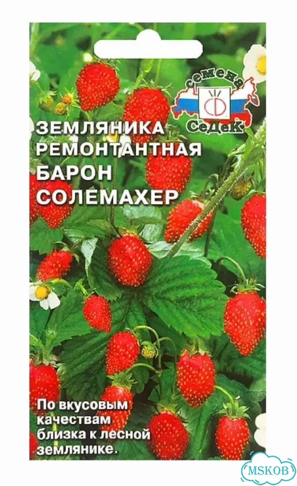 Рассада земляники ремонтантной фото 1
