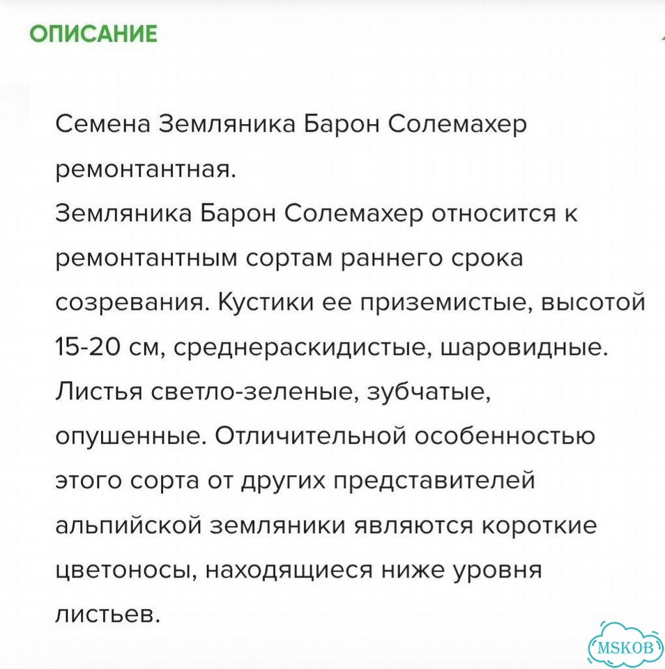 Рассада земляники ремонтантной фото 2