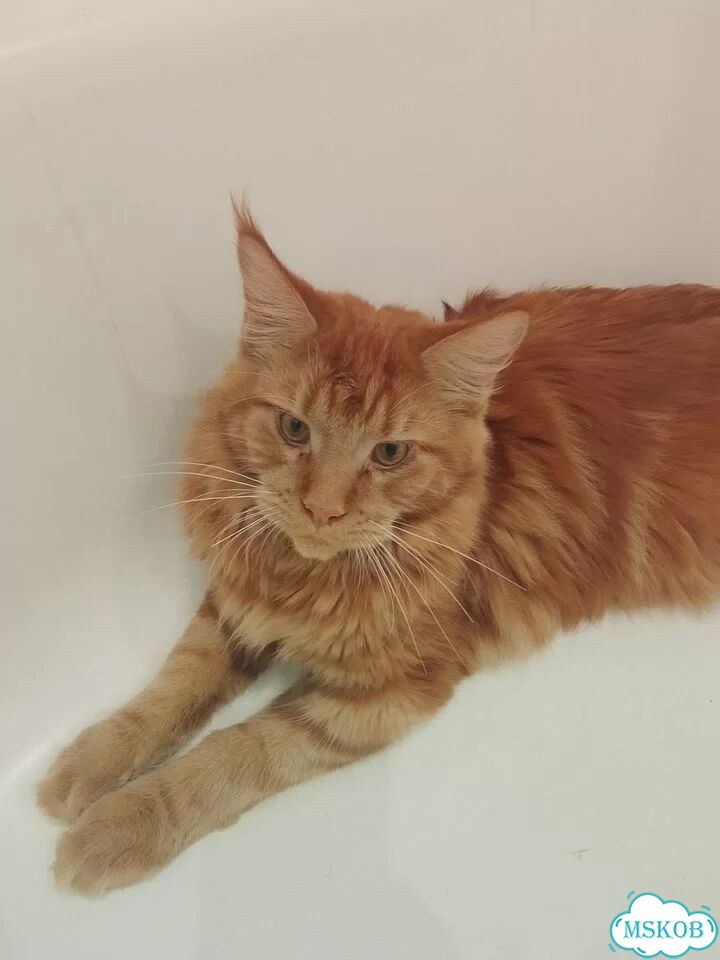 Мейн-кун котёнок фото 1