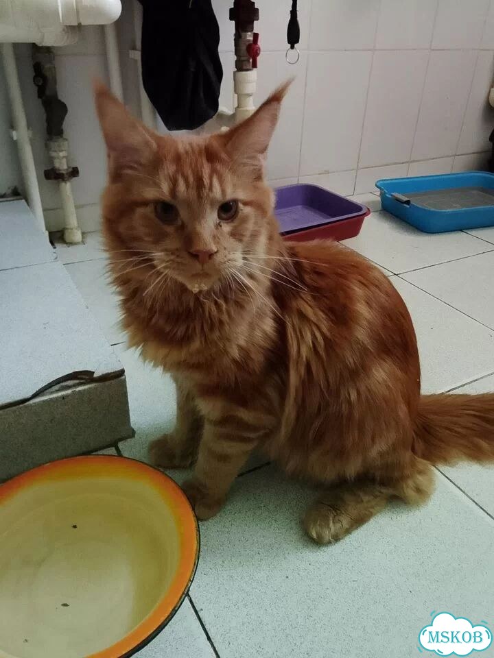 Мейн-кун котёнок фото 4