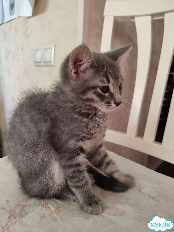 Котёнок в добрые руки фото 1