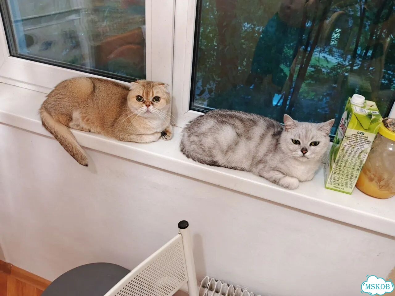 Шотландская вислоухая короткошёрстная, взрослая кошка фото 1