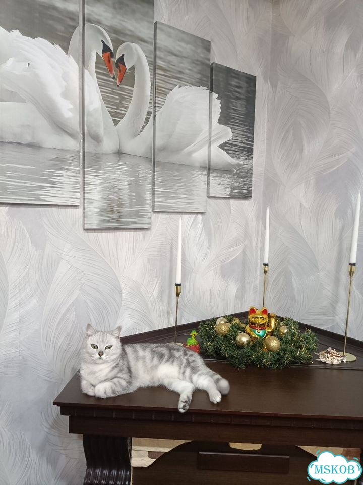 Шотландская вислоухая короткошёрстная, взрослая кошка фото 2