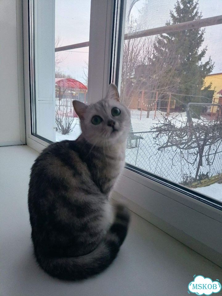 Шотландская вислоухая короткошёрстная, взрослая кошка фото 3