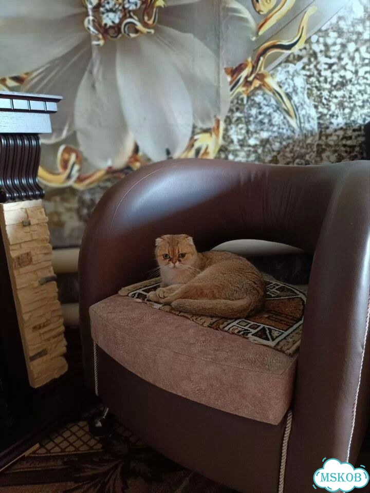 Шотландская вислоухая короткошёрстная, взрослая кошка фото 4