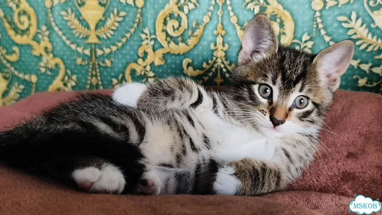 Котёнок в добрые руки фото 1