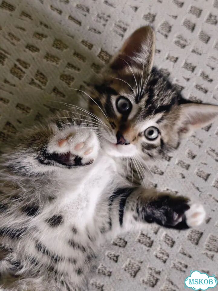 Котёнок в добрые руки фото 2
