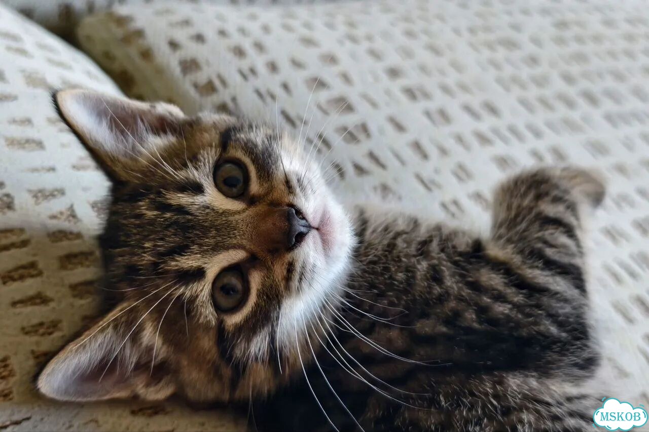 Котёнок в добрые руки фото 3