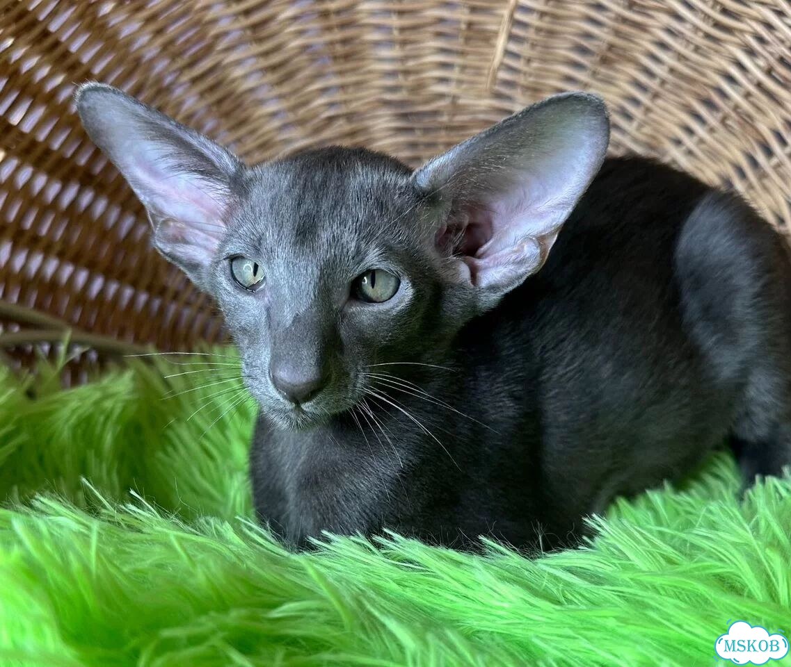 Ориентальный котёнок фото 7