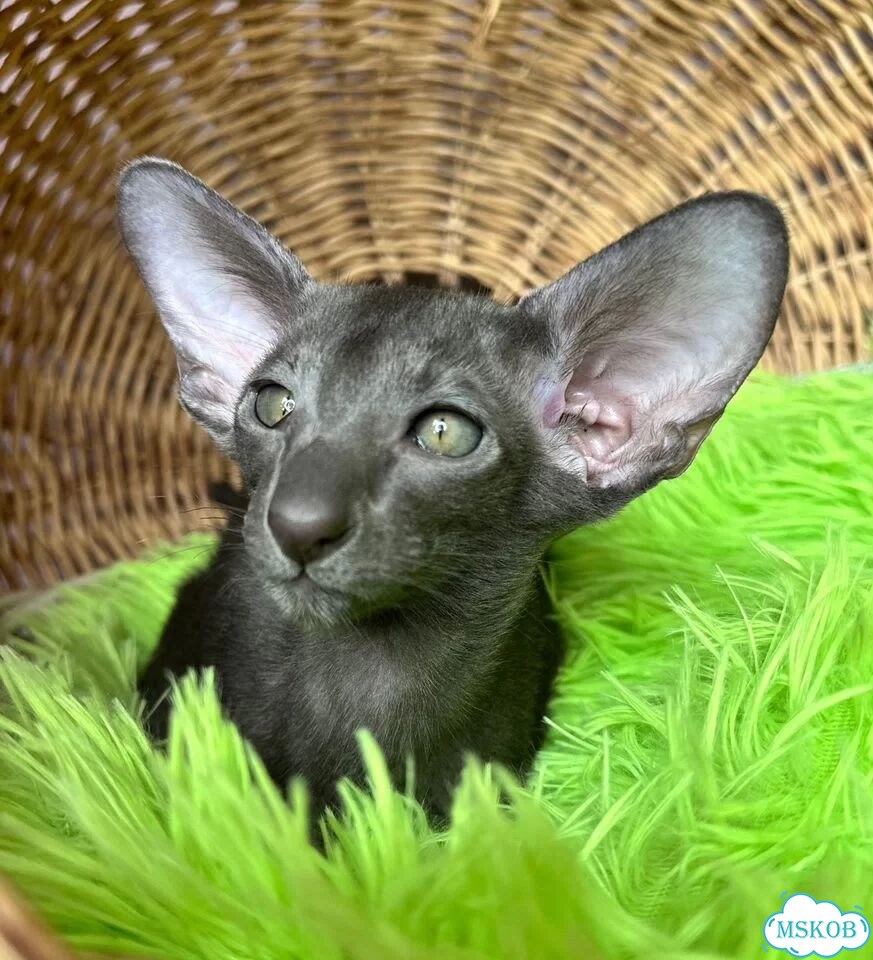 Ориентальный котёнок фото 8