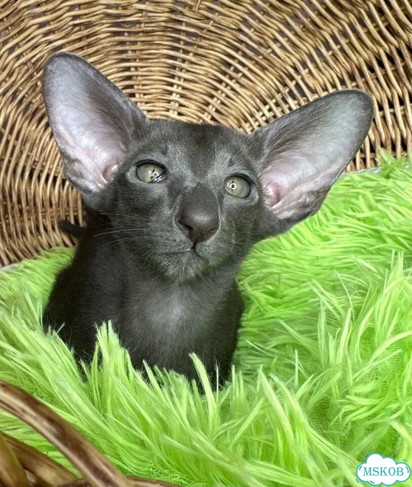 Ориентальный котёнок фото 9