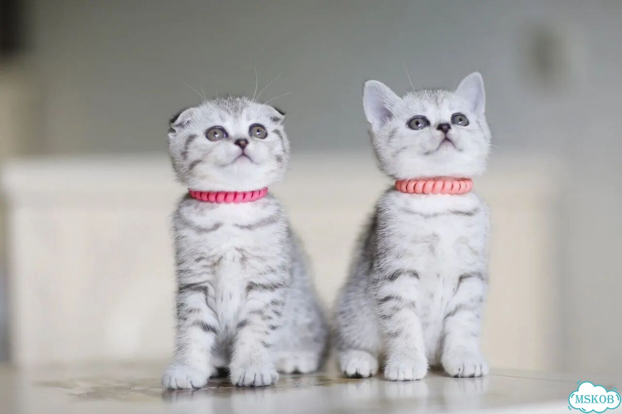 Шотландский вислоухий короткошёрстный котёнок фото 1
