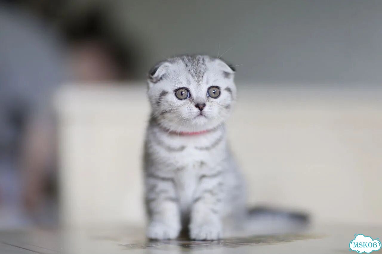 Шотландский вислоухий короткошёрстный котёнок фото 10