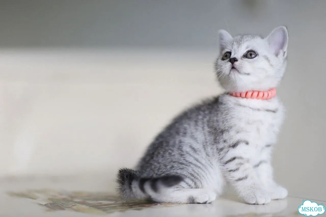 Шотландский вислоухий короткошёрстный котёнок фото 2