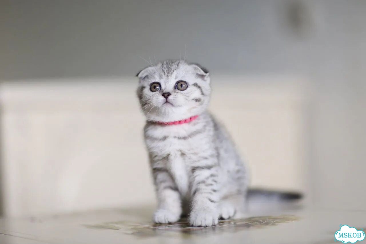 Шотландский вислоухий короткошёрстный котёнок фото 3