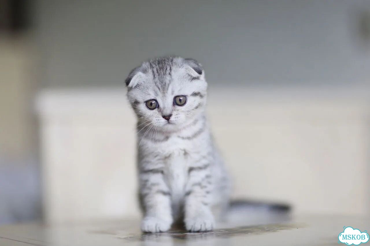 Шотландский вислоухий короткошёрстный котёнок фото 4