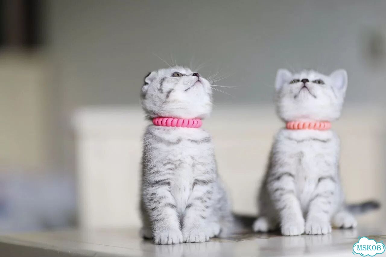 Шотландский вислоухий короткошёрстный котёнок фото 5
