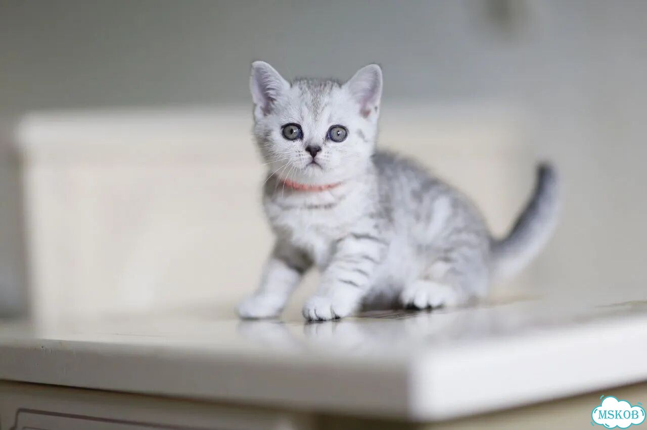 Шотландский вислоухий короткошёрстный котёнок фото 6