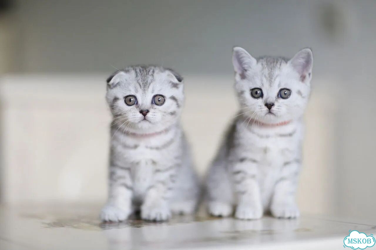 Шотландский вислоухий короткошёрстный котёнок фото 7