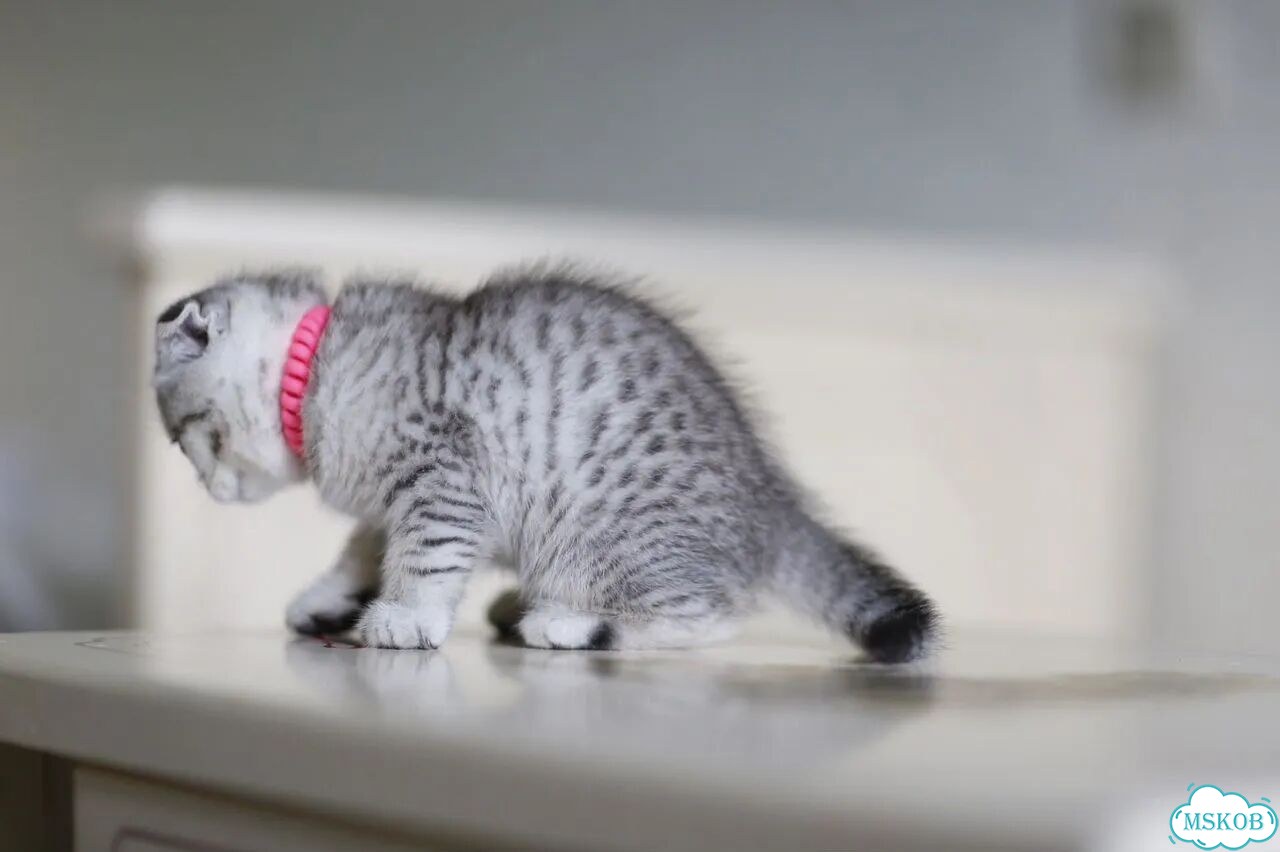 Шотландский вислоухий короткошёрстный котёнок фото 8